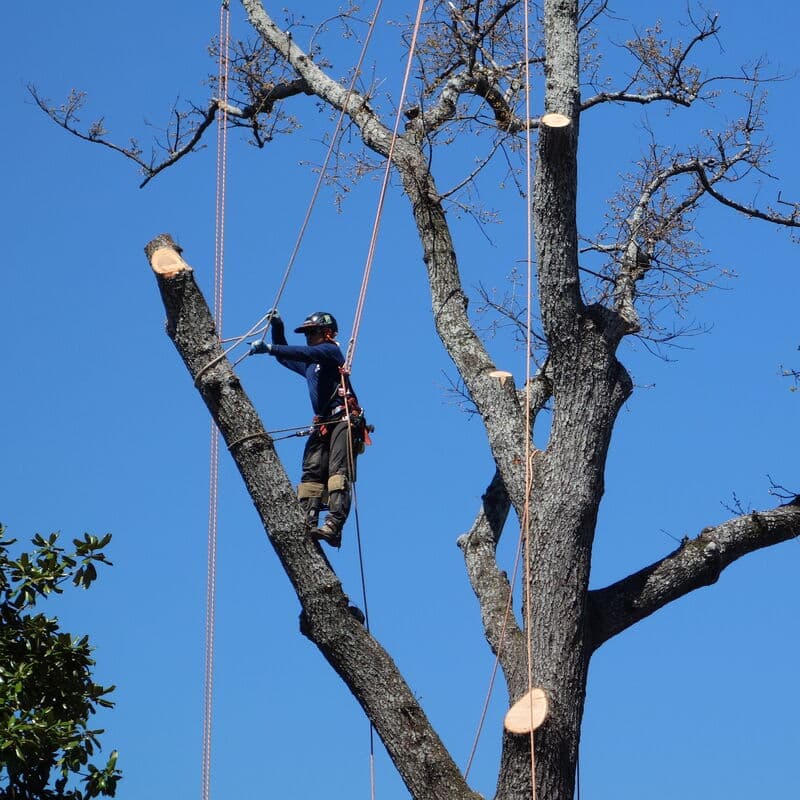A climber rigging down a tree in sections with fresh cuts below