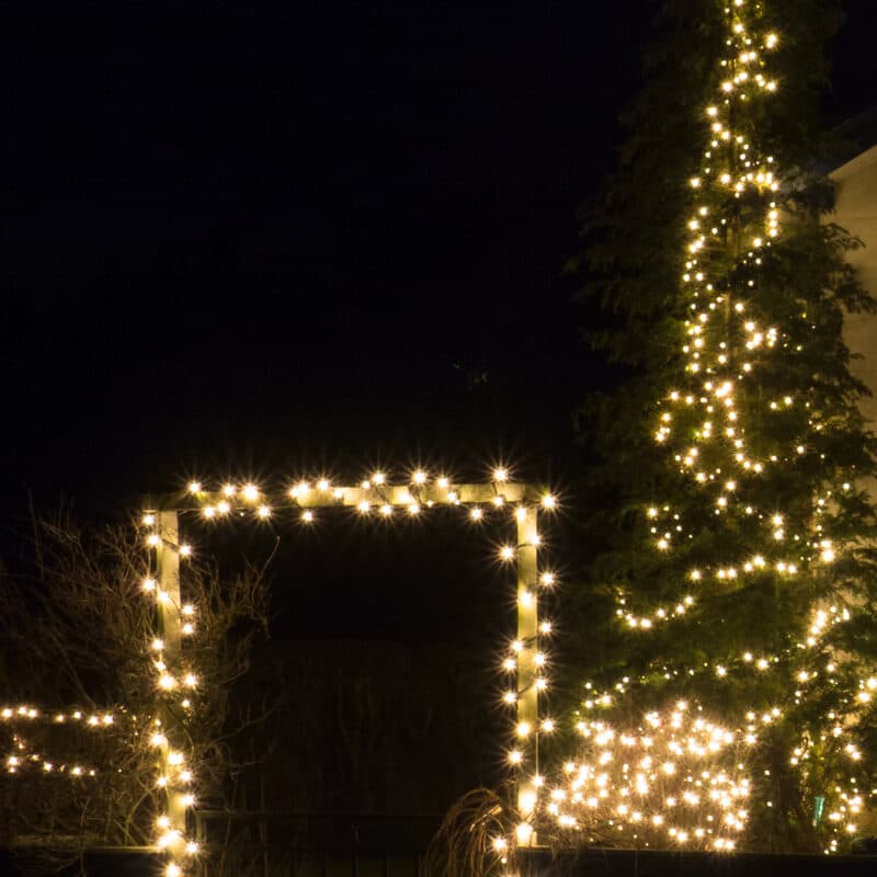 A tall spruce and a garden arch wrapped in warm white lights at night