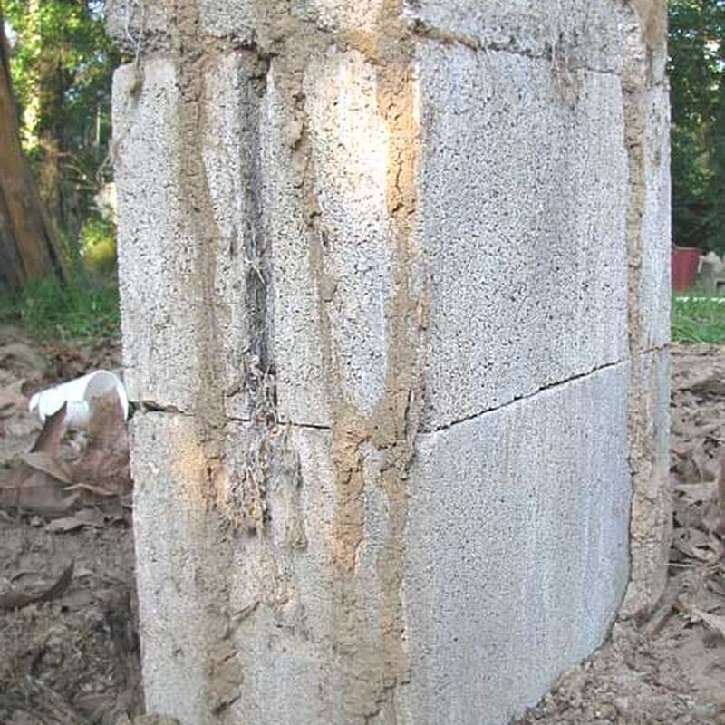 Termite mud tubes running up a concrete foundation wall