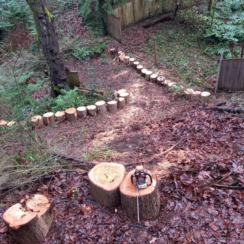 A felled trunk cut into rounds beside a chainsaw