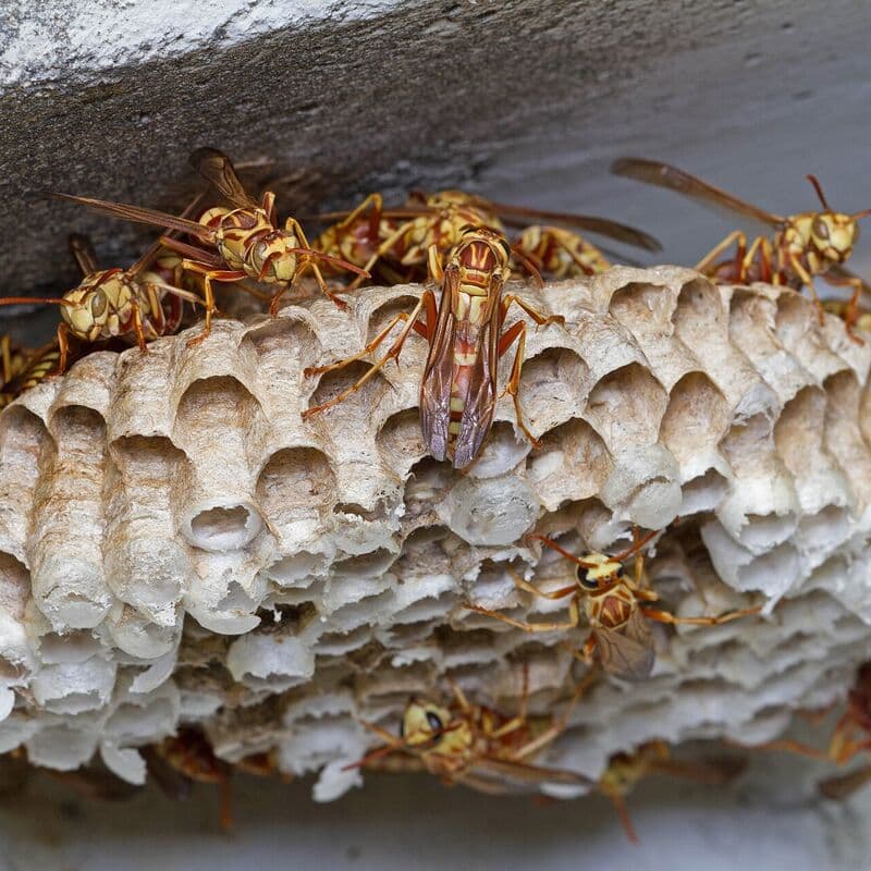 A paper wasp nest built under the eave of a house