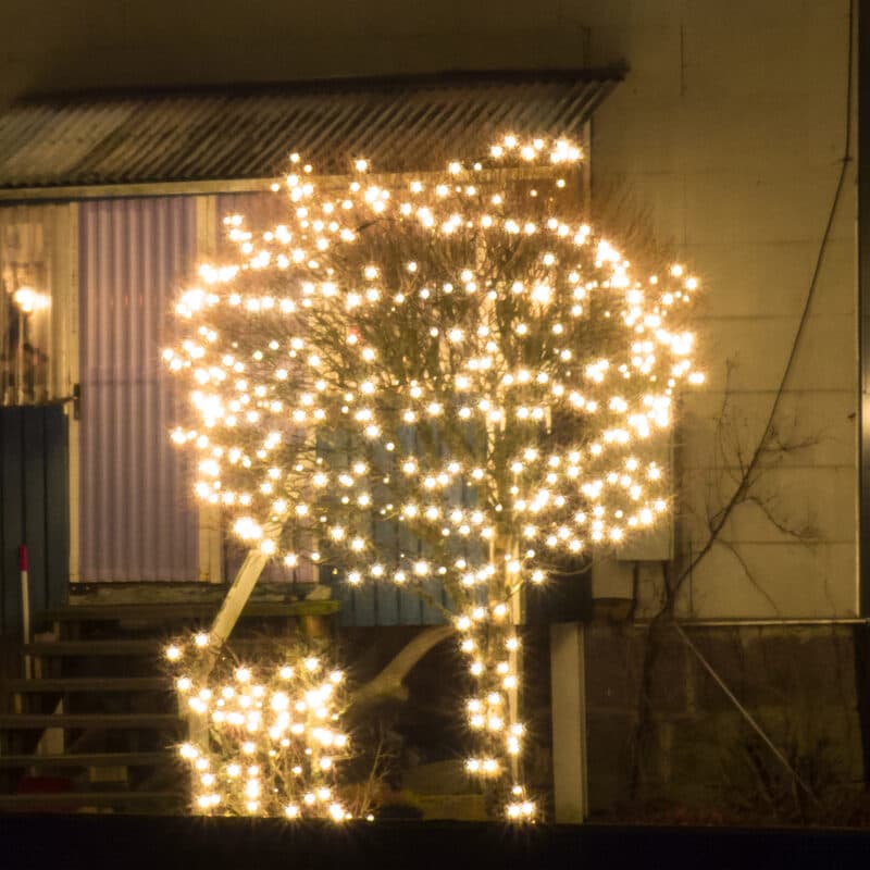 A small tree beside a building with its trunk and branches wrapped in white lights at night